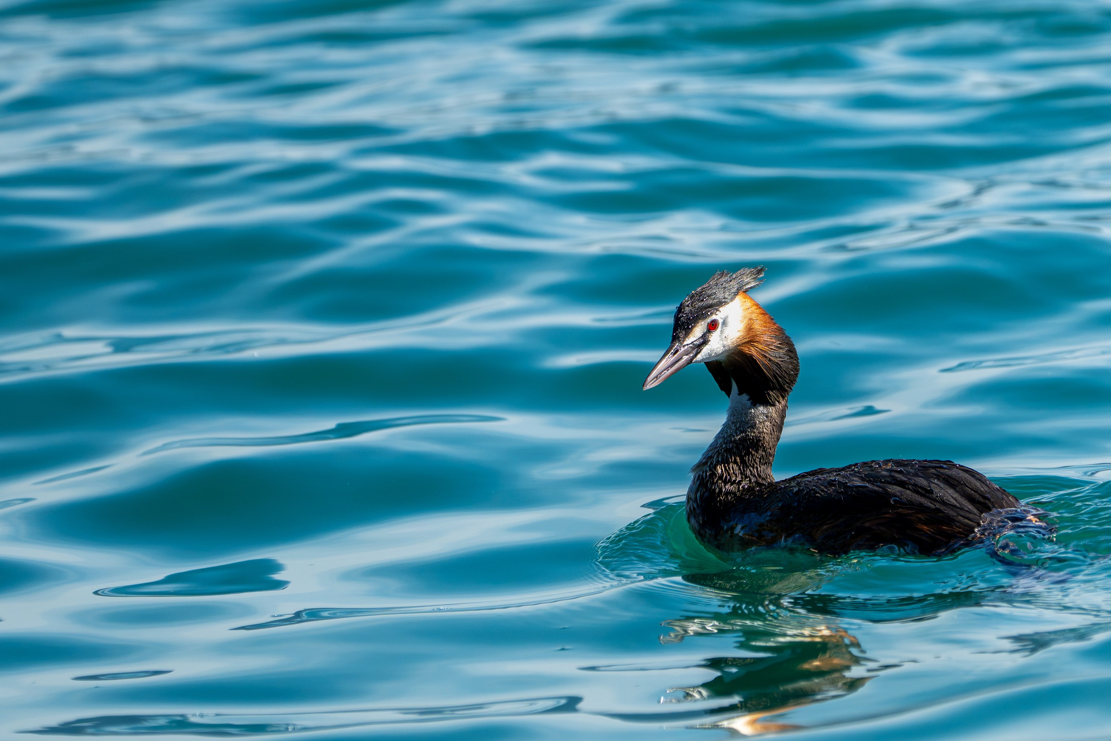 A great crested grebe resting in blue water