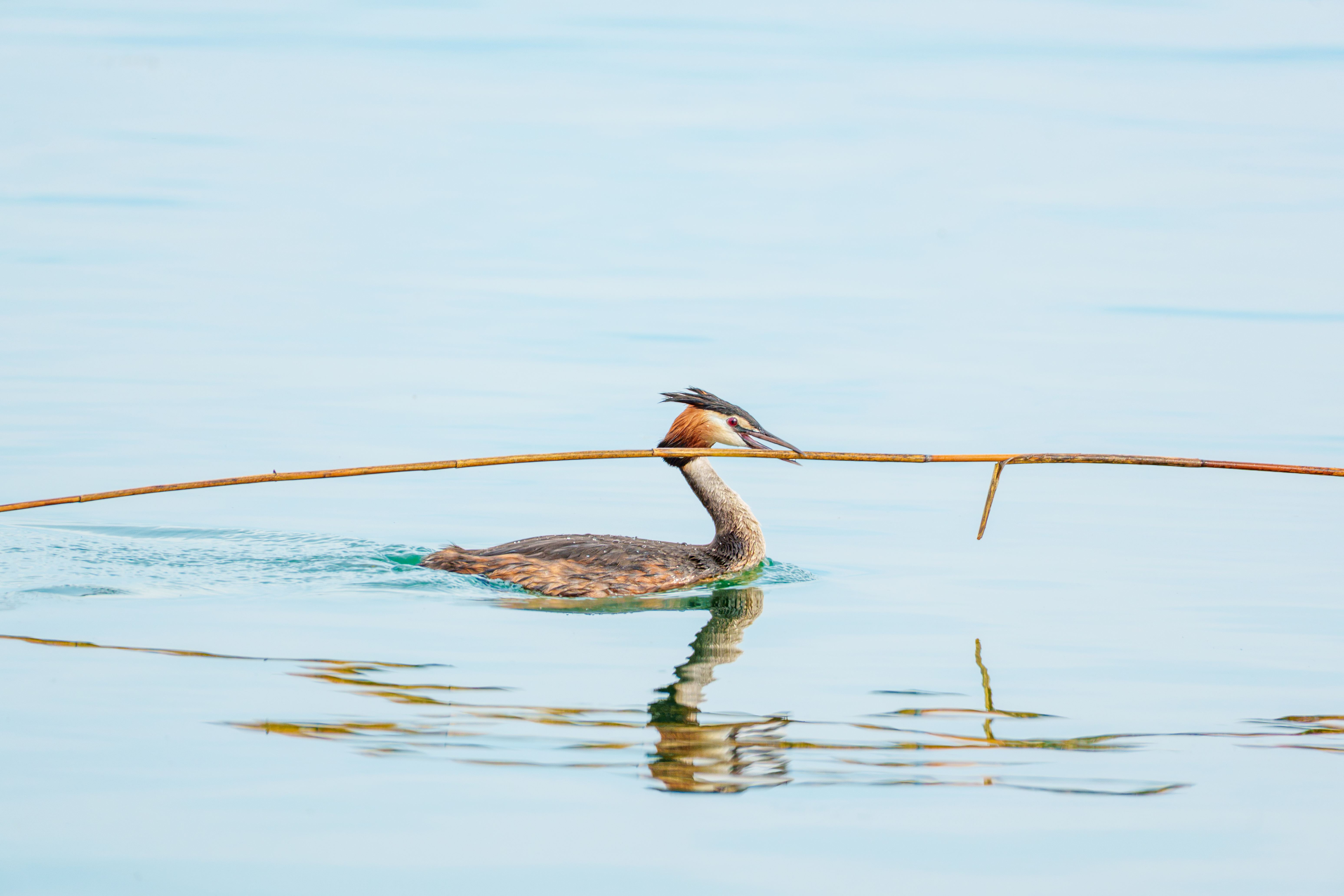 A great crested grebe carrying a large stick, presumably for its nest. I find it fascinating how it held the stick parallel to its body, perhaps to make it easier to weave into the nest. Of course, it also made for a great photo.