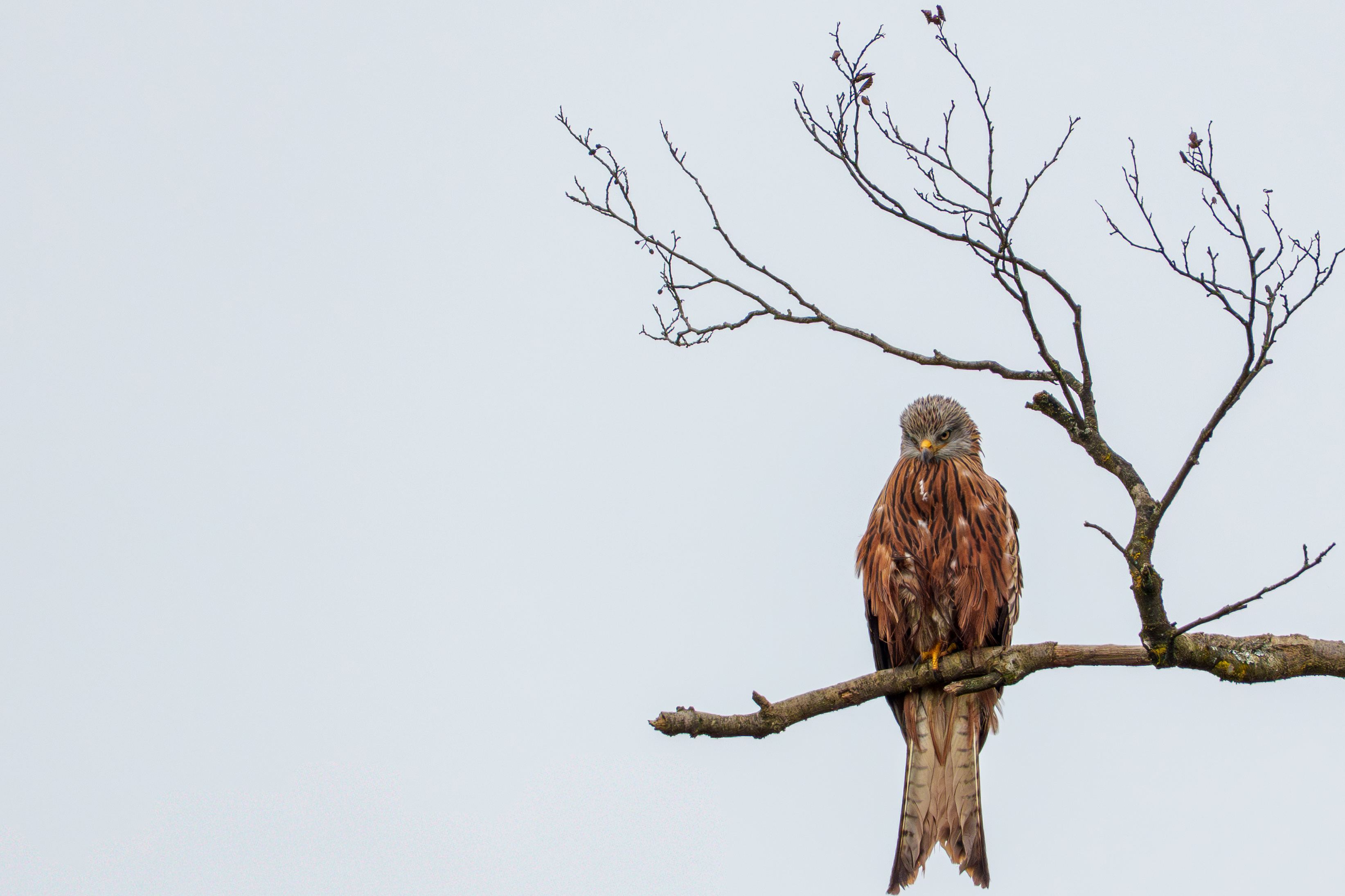 An ominous-looking red kite perched on a lone branch, its wings draped like a beautiful red mantle.